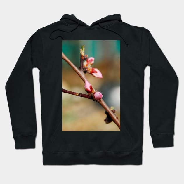 Almond Blossom Buds Hoodie by jojobob